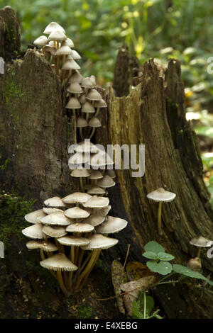 Pilze auf dem Baumstumpf Stockfoto