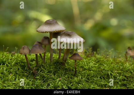 Pilze wachsen auf Moos Stockfoto