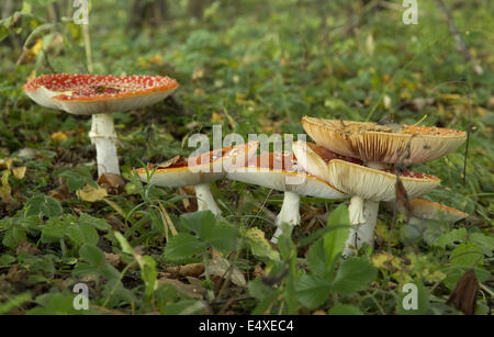 roter Fliegenpilz, Amanita muscaria Stockfoto
