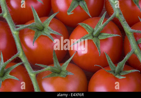 rote Kirschtomaten am Rebstock Stockfoto