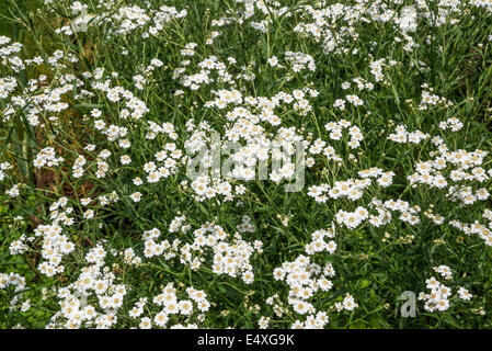 Tanacetum Parthenium, traditionelle Heilpflanze, die häufig verwendet, um zu verhindern, dass Migräne Kopfschmerzen, Kew Gardens, London Stockfoto