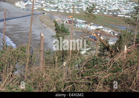 Hurrikan Winde zerstörten große Teile der Cwm Wald oberhalb Clarach Bucht Ferienpark in der Nähe von Aberystwyth in den Stürmen der 2014 Stockfoto