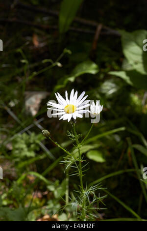 Tripleurospermum Inodorum; geruchlos mayweed Stockfoto