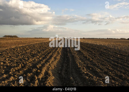 gepflügtes Feld unter blauem Himmel Stockfoto