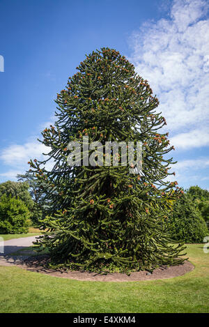 Monkey Puzzle Tree, Araucaria Araucana, Kew Royal Botanic Gardens, London, Großbritannien Stockfoto