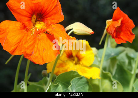 Schließen Sie herauf Bild der Blüten Kapuzinerkresse Tropaeolum majus Stockfoto