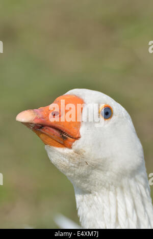 Weiße Gans Kopf Stockfoto
