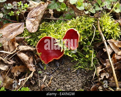 Naturwald - Sarcoscypha jurana Stockfoto