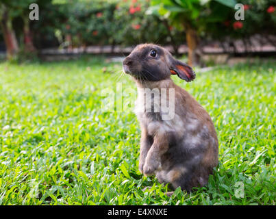 Little Kaninchen in den Garten Rasen Stockfoto