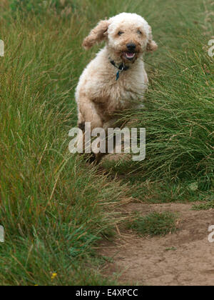 Lagotto Romagnolo Hund läuft durch langes Gras, UK Stockfoto