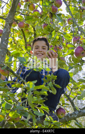 Apfelbaum Stockfoto