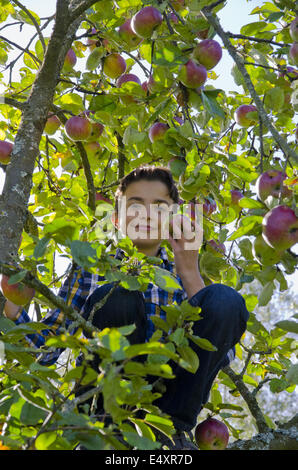 Apfelbaum Stockfoto