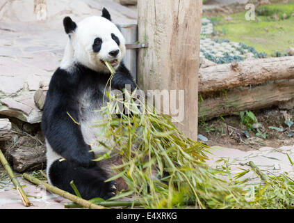 junge Panda im zoo Stockfoto