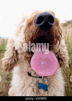 Lagotto Romagnolo Hund mit Zunge, keuchend, UK Stockfoto