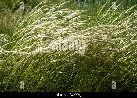 Grass Stipa Ichu, Trivialname peruanischen Federgras Stockfoto