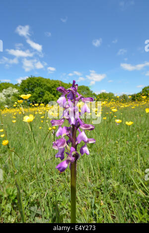 Orchid hautnah Stockfoto