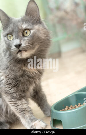 Katzenfutter Essen Stockfoto