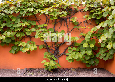 Vitis Coignetiae. Crimson Glory Rebe eine orange Wand Stockfoto
