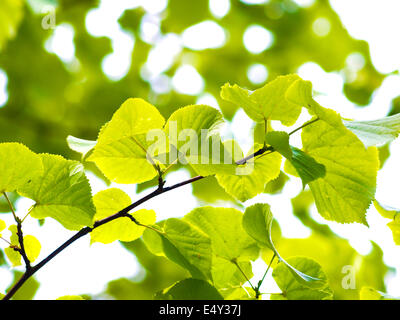 Europäische Espenbaum Stockfoto