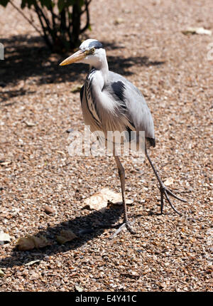 Bild von eine junge Graureiher (Ardea Cinerea), am See in St James Park, City of Westminster. London. Stockfoto