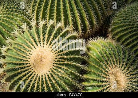 Kakteen Echinocactus Grusonii, Princes of Wales Conservatory, Kew Royal Botanic Gardens, London, UK Stockfoto