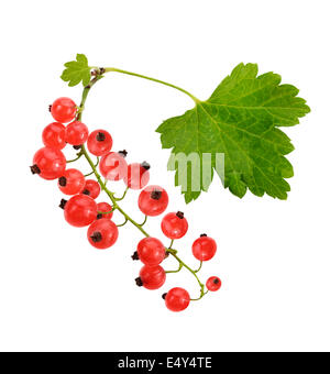 Rote Johannisbeere mit Blättern, Isolated On White Background Stockfoto