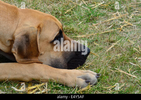 Dogge, liegend Stockfoto