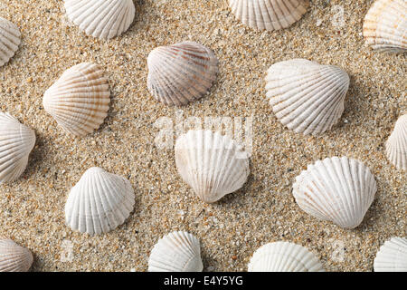 Muscheln-Hintergrund Stockfoto