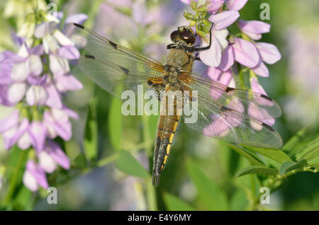 Libelle auf Blume Stockfoto