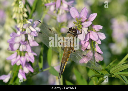 Libelle auf Blume Stockfoto