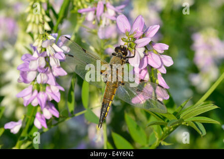 Libelle auf Blume Stockfoto