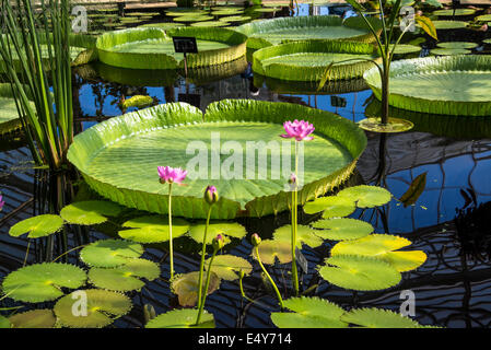 Waterlily House, Kew Royal Botanic Gardens, London, UK Stockfoto