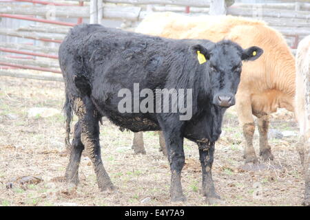 Schwarze Kuh stehend in einem kleinen Gehege von landwirtschaftlichen Gebäuden Stockfoto