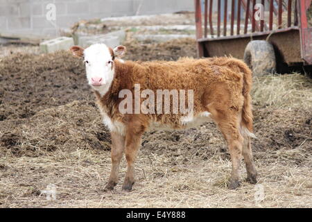 Braun mit weißen Kalb stehend in einem kleinen Gehege von landwirtschaftlichen Gebäuden Stockfoto
