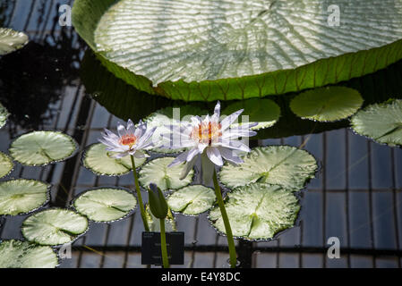 Seerosen Waterlily House, Kew Royal Botanic Gardens, London, UK Stockfoto