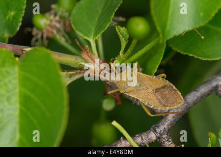 Box Bug, Braune Randwanze, Hasel-Randwanze Haselrandwanze, Gonocerus Acuteangulatus, Randwanzen, Coreidae, Box nervt Stockfoto