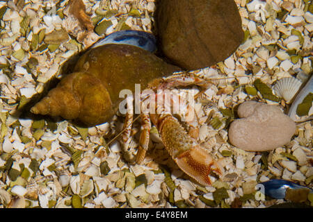 gemeinsamen Einsiedlerkrebs, Gemeiner Einsiedlerkrebs in Schneckengehäuse, Einsiedler-Krebs, Pagurus Bernhardus, Eupagurus Bernhardus, Stockfoto