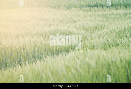 Weizenfeld (Triticum spp.) Stockfoto