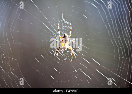 Kleinen Wald Spider Web im Sonnenlicht Stockfoto