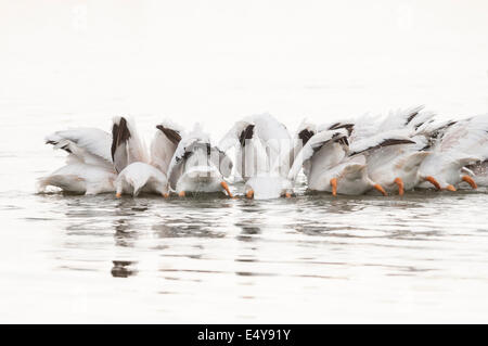 Eine Kolonie von amerikanischen weißen Pelikane (Pelecanus Erythrorhynchos) ernähren sich von Fisch in der Tule Lake National Wildlife Refuge in noch Stockfoto