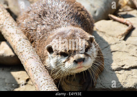 Otter auf Felsen Stockfoto