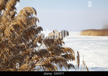 Gefrorene Zuckerrohr im winter Stockfoto