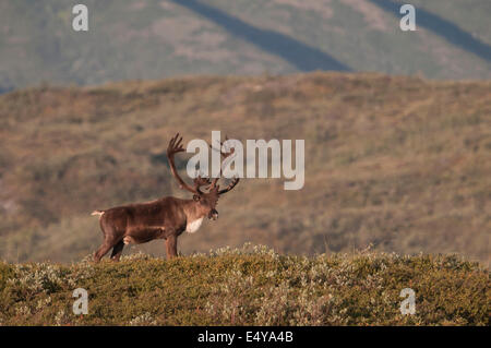 Bull Caribou (Rangifer Tarandus) mit Geweih aus Samt, der ihr Wachstum nährt, bis es vor der Brunft Herbst vergossen wird. Stockfoto