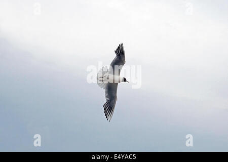 Sumpf-Krähe (Chroicocephalus Ridibundus) Stockfoto