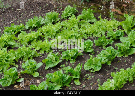 Salat im Garten wachsen Stockfoto