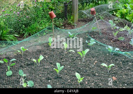 Kohl wächst im Garten Stockfoto