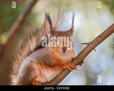 Eichhörnchen auf Ast Stockfoto