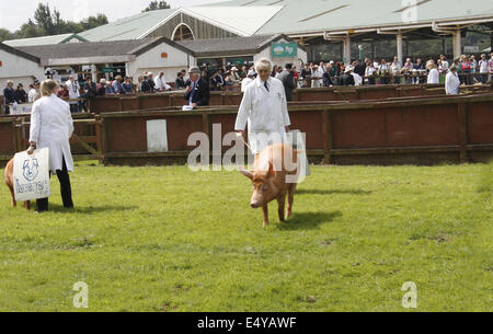 Tamworth Schweine gezeigt an der Great Yorkshire Show, Harrogate, Yorkshire, Großbritannien Stockfoto