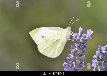 Nahaufnahme von kleinen weißen Schmetterling Stockfoto