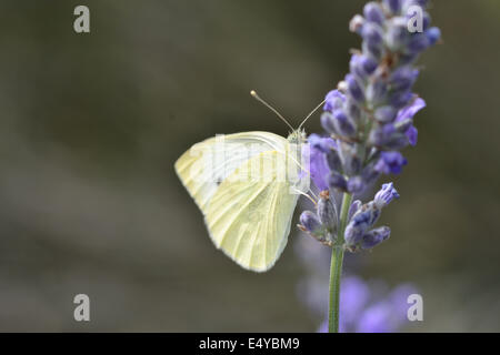 Kleiner weißer Schmetterling auf Lavendel Stockfoto